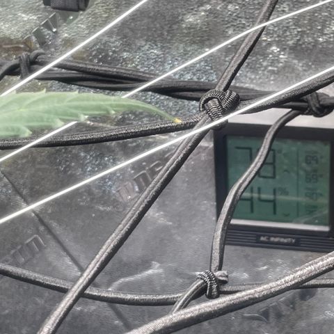 Tangie growlog photo: The buds are becoming thicker and more dense. The growth now is concentrated on the buds and the bushy state she will  become in another two weeks or so…cloning: looking for a solid .12 plants🙏🤞🪴Added HD Magnets to hang all 3 of my AC Bluetooth Hygrometers. At the Top of the Vivosun tent is my AC 69 Pro WiFi/BT w/ a Temp Probe/Hygrometer. I then set two of the Hygrometers vertically @ roughly 2’ spacing to obtain, what I believe, is the optimal measurement, the goal is to avoid dead air pockets. The 3rd AC Hygrometer is set to the right hand side of the zipper, behind the AC 8” Pro Fan return, & behind the humidifier, this is my way of checking the circulation and my return air at the same time. The 3rd AC Hygrometer is 2’ down and to the left of the AC 6” Auto Fan