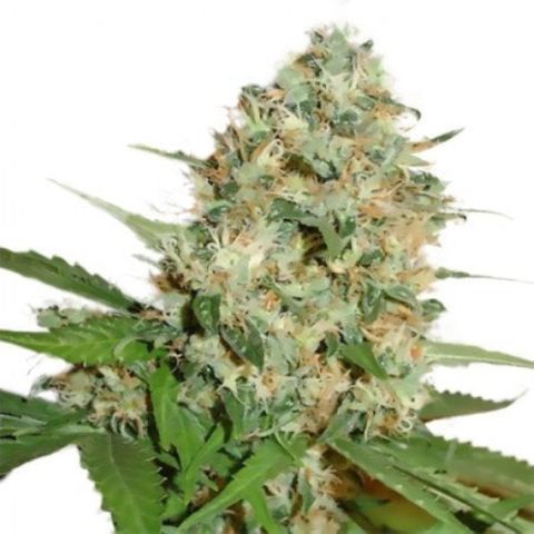 The Six Twisted Sisters #1 growlog timeline photo