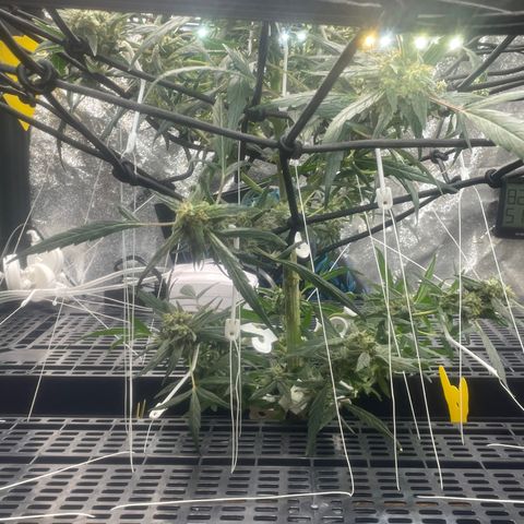 Tangie growlog photo: Removed 11 Training Aids; used 9 to pull all of Tangies branches out and down: more light more growth on the lower branches.