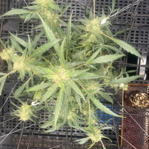 Tangie growlog photo: Removed 11 Training Aids; used 9 to pull all of Tangies branches out and down: more light more growth on the lower branches.