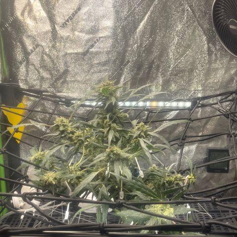 Tangie growlog photo: Removed 11 Training Aids; used 9 to pull all of Tangies branches out and down: more light more growth on the lower branches.