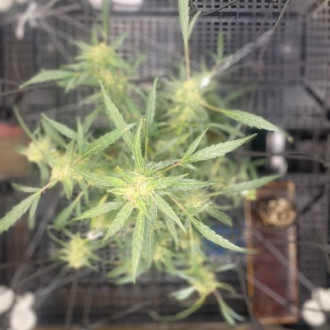 Tangie growlog photo: Removed 11 Training Aids; used 9 to pull all of Tangies branches out and down: more light more growth on the lower branches.