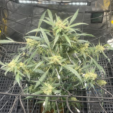 Tangie growlog photo: Removed 11 Training Aids; used 9 to pull all of Tangies branches out and down: more light more growth on the lower branches.