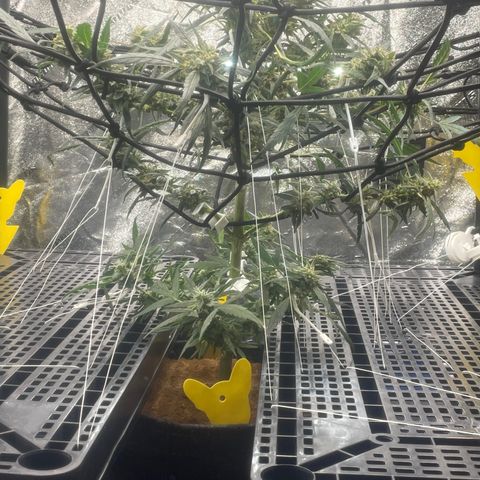 Tangie growlog photo: Removed 11 Training Aids; used 9 to pull all of Tangies branches out and down: more light more growth on the lower branches.