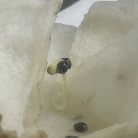 The Six Twisted Sisters #1 growlog photo: This TS1 sprang up like an Alien out of your chest, no joke…BONG! I am ready for you to plant now!! Now TS1 is in my clones/aerator.