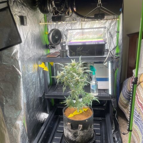 Tangie growlog photo: Time to rearrange the environment🙏