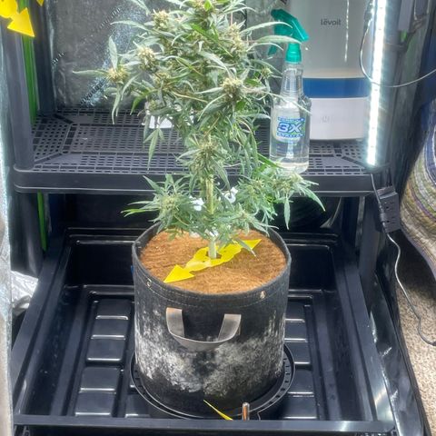 Tangie growlog photo: Time to rearrange the environment🙏