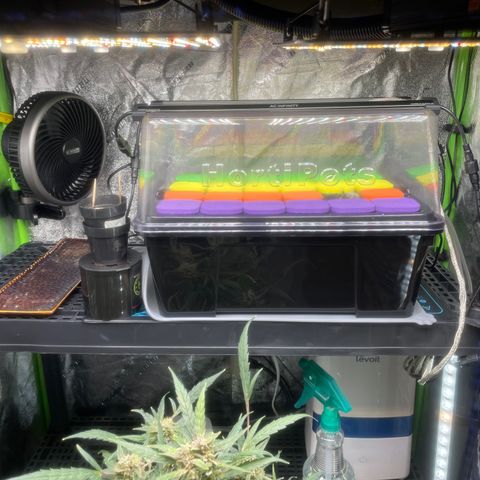 Tangie growlog photo: Time to rearrange the environment🙏
