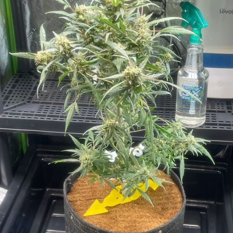 Tangie growlog photo: Time to rearrange the environment🙏