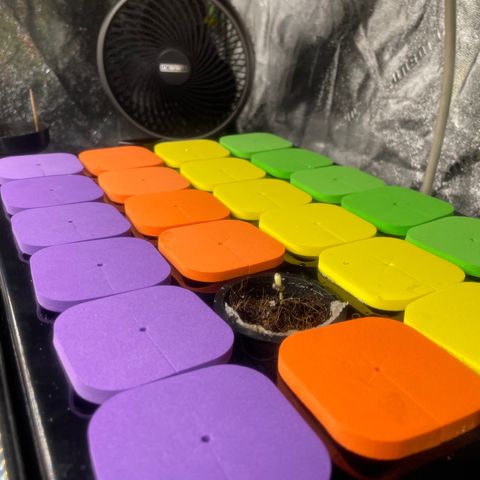 Tangie growlog photo: Time to rearrange the environment🙏