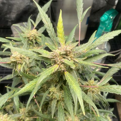 Tangie growlog photo: Tangie has beautiful reddish strips on her entire stalk, even the crown Ins one other bud have the Sam beautiful coloring.

TS1 is growing as quick as she sprouted.