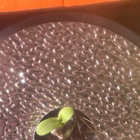 Tangie growlog photo: Tangie has beautiful reddish strips on her entire stalk, even the crown Ins one other bud have the Sam beautiful coloring.

TS1 is growing as quick as she sprouted.