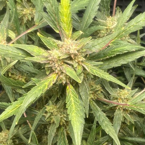 Tangie growlog photo: Tangie has beautiful reddish strips on her entire stalk, even the crown Ins one other bud have the Sam beautiful coloring.

TS1 is growing as quick as she sprouted.