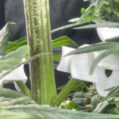 Tangie growlog photo: Tangie has beautiful reddish strips on her entire stalk, even the crown Ins one other bud have the Sam beautiful coloring.

TS1 is growing as quick as she sprouted.