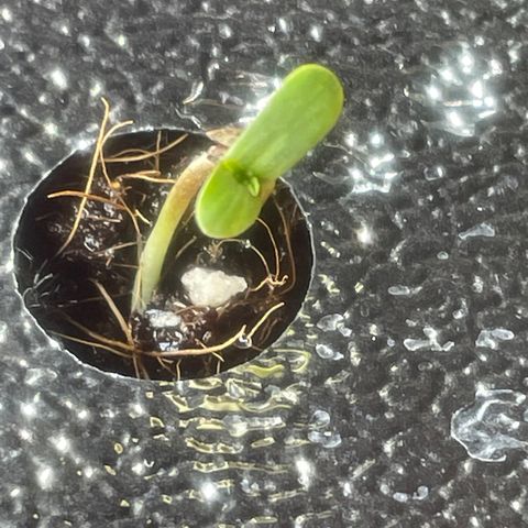 Tangie growlog photo: Tangie has beautiful reddish strips on her entire stalk, even the crown Ins one other bud have the Sam beautiful coloring.

TS1 is growing as quick as she sprouted.