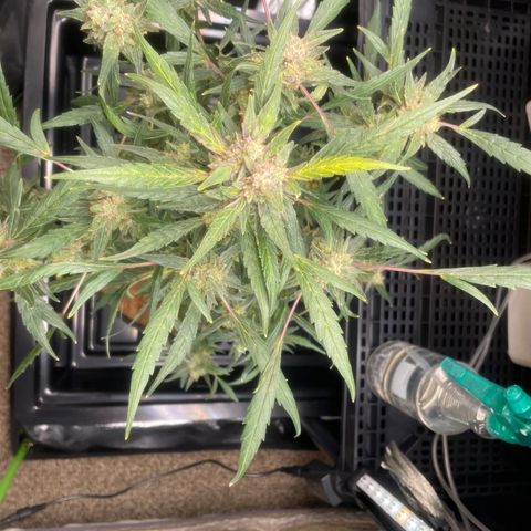 Tangie growlog photo: Tangie has beautiful reddish strips on her entire stalk, even the crown Ins one other bud have the Sam beautiful coloring.

TS1 is growing as quick as she sprouted.