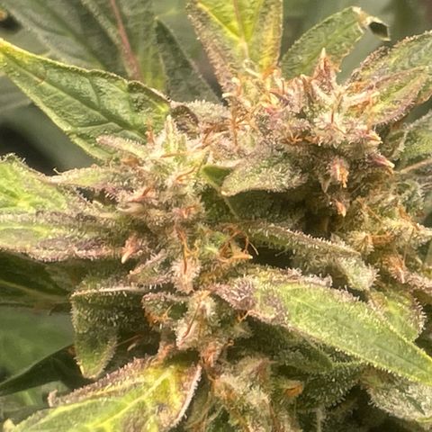 Tangie growlog photo: Tangie has beautiful reddish strips on her entire stalk, even the crown Ins one other bud have the Sam beautiful coloring.

TS1 is growing as quick as she sprouted.