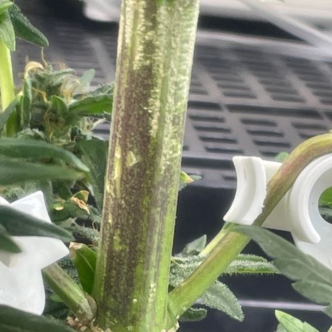 Tangie growlog photo: Tangie has beautiful reddish strips on her entire stalk, even the crown Ins one other bud have the Sam beautiful coloring.

TS1 is growing as quick as she sprouted.
