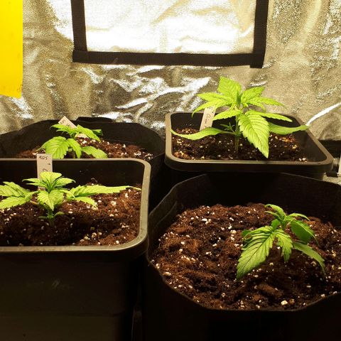 Orion #1 growlog timeline photo