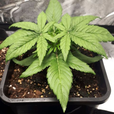 Orion #1 growlog timeline photo
