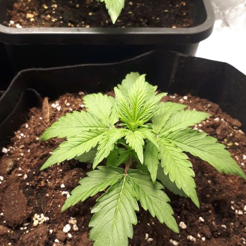 Orion #1 growlog timeline photo