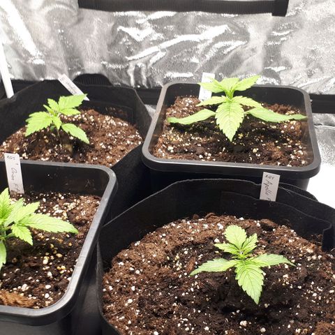 Orion #1 growlog timeline photo