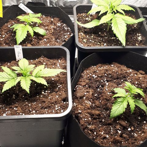 Orion #1 growlog timeline photo