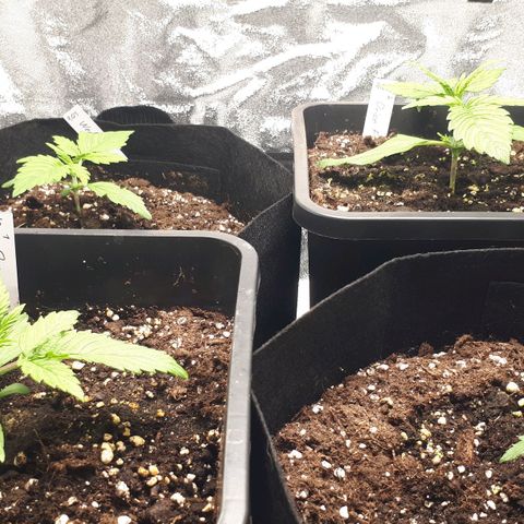 Orion #1 growlog timeline photo