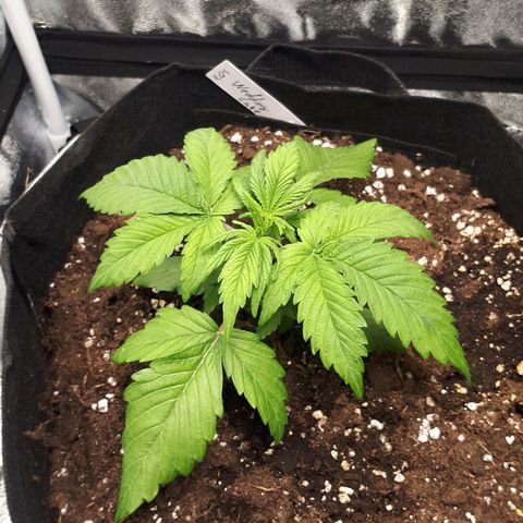 Orion #1 growlog timeline photo