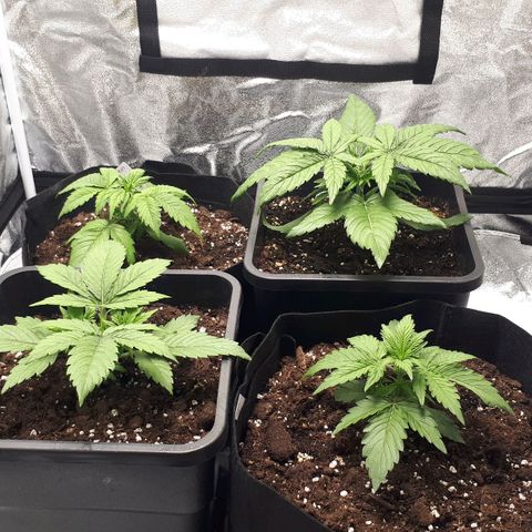Orion #1 growlog timeline photo