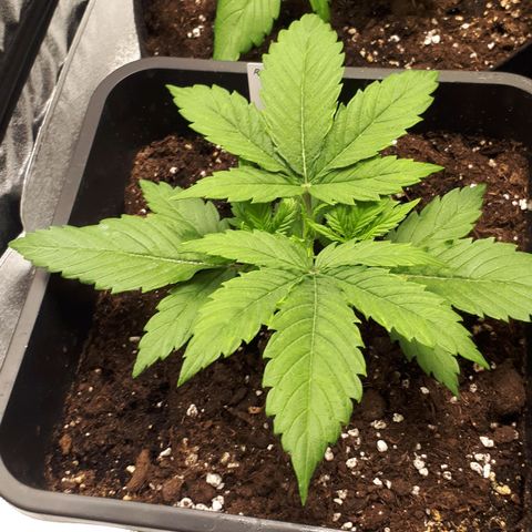 Orion #1 growlog timeline photo