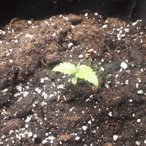 Orion #1 growlog timeline photo