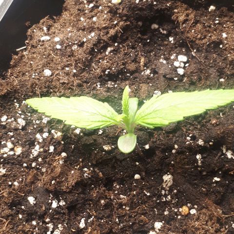 Orion #1 growlog timeline photo