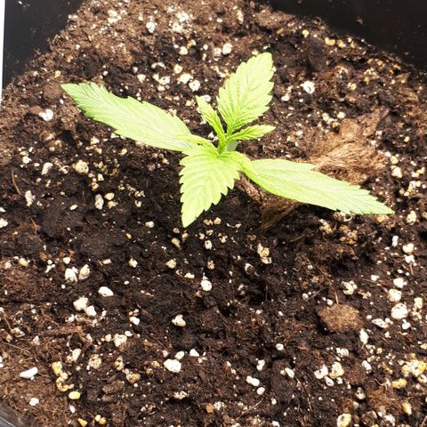 Orion #1 growlog timeline photo