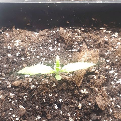Orion #1 growlog timeline photo