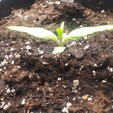 Orion #1 growlog timeline photo