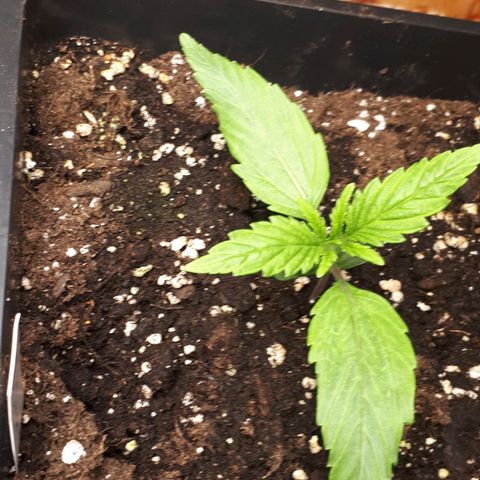 Orion #1 growlog timeline photo