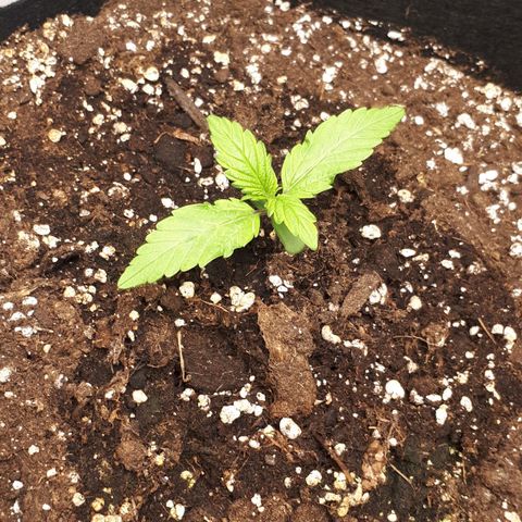 Orion #1 growlog timeline photo