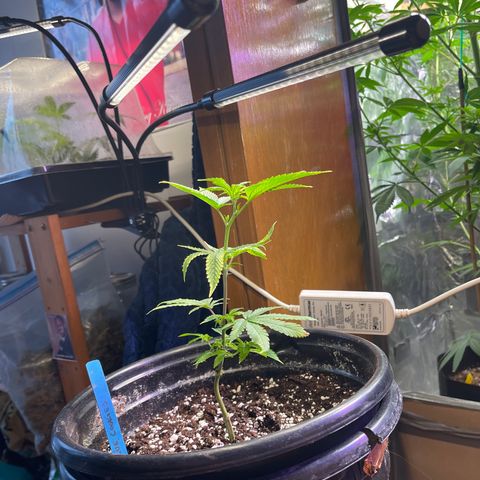 Blue Cookies 🍪  growlog timeline photo