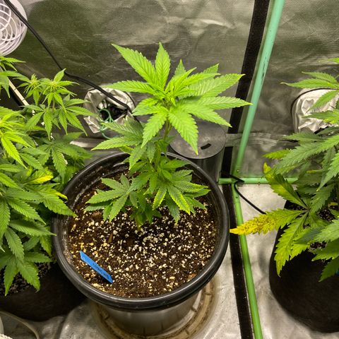 Blue Cookies 🍪  growlog timeline photo