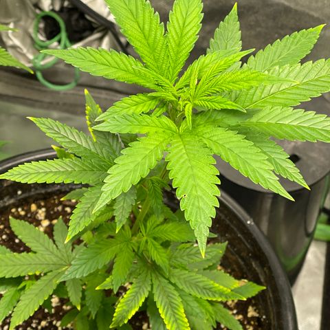 Blue Cookies 🍪  growlog timeline photo