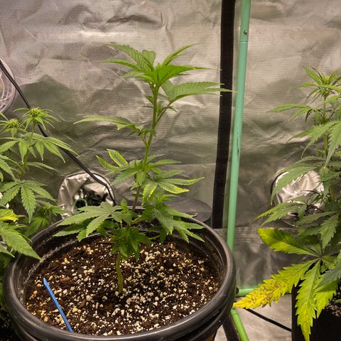 Blue Cookies 🍪  growlog timeline photo