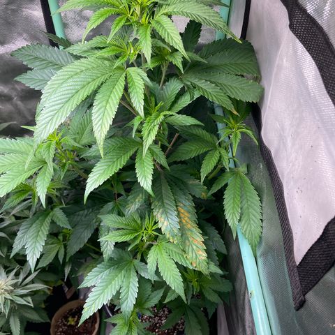 Blue Cookies 🍪  growlog timeline photo
