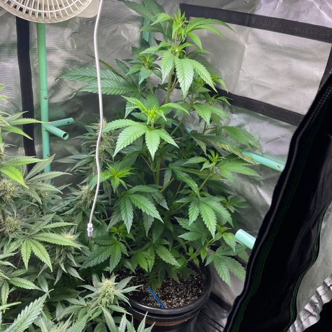 Blue Cookies 🍪  growlog timeline photo