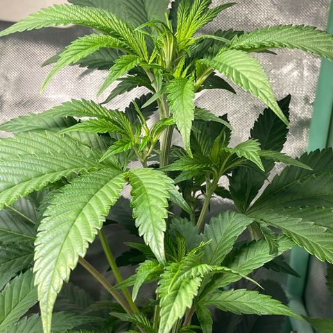 Blue Cookies 🍪  growlog timeline photo
