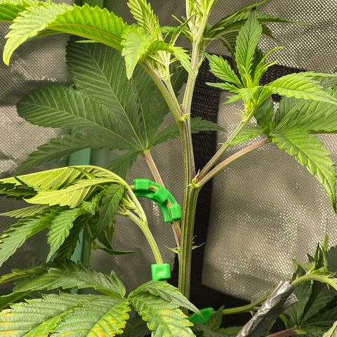 Blue Cookies 🍪  growlog photo: LST with 90’ degree bending 