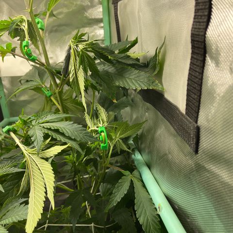 Blue Cookies 🍪  growlog photo: LST with 90’ degree bending 