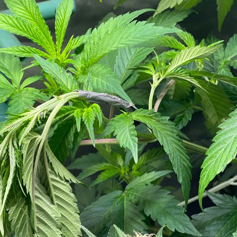 Blue Cookies 🍪  growlog photo: LST with 90’ degree bending 