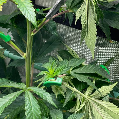 Blue Cookies 🍪  growlog photo: LST with 90’ degree bending 