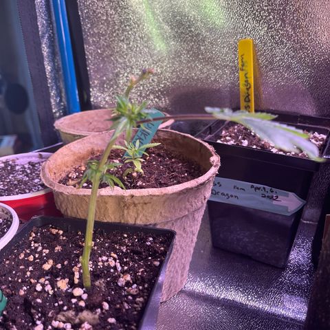 Congo growlog timeline photo